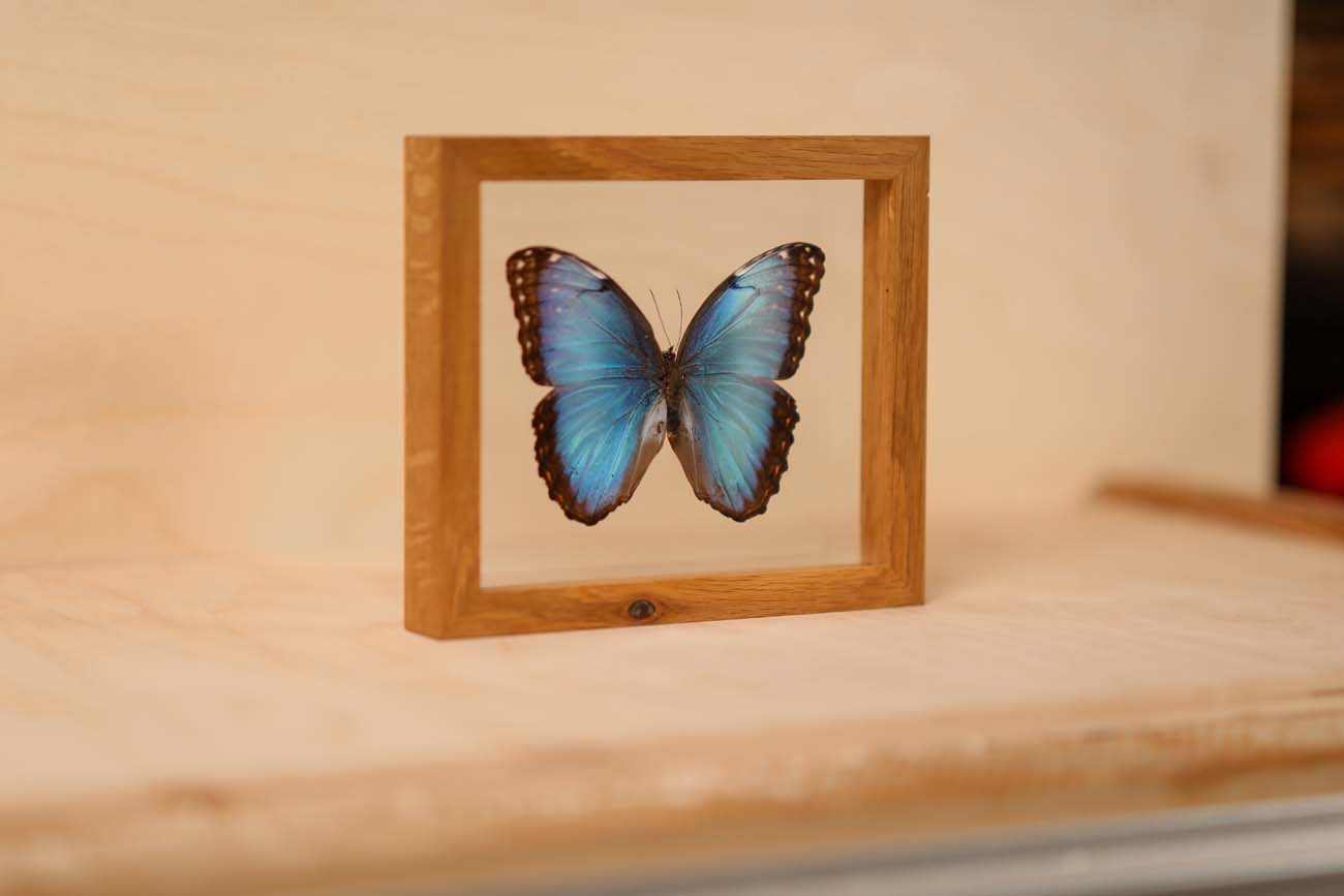 Common Blue Morpho (Morpho helenor)