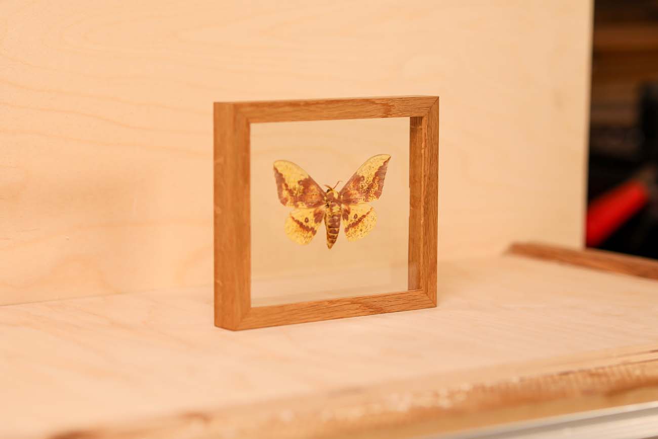 Imperial Moth (Eacles imperialis)