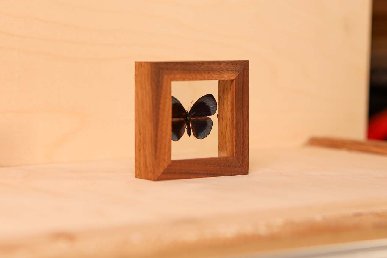 Leprieur's Glory (Asterope leprieuri)