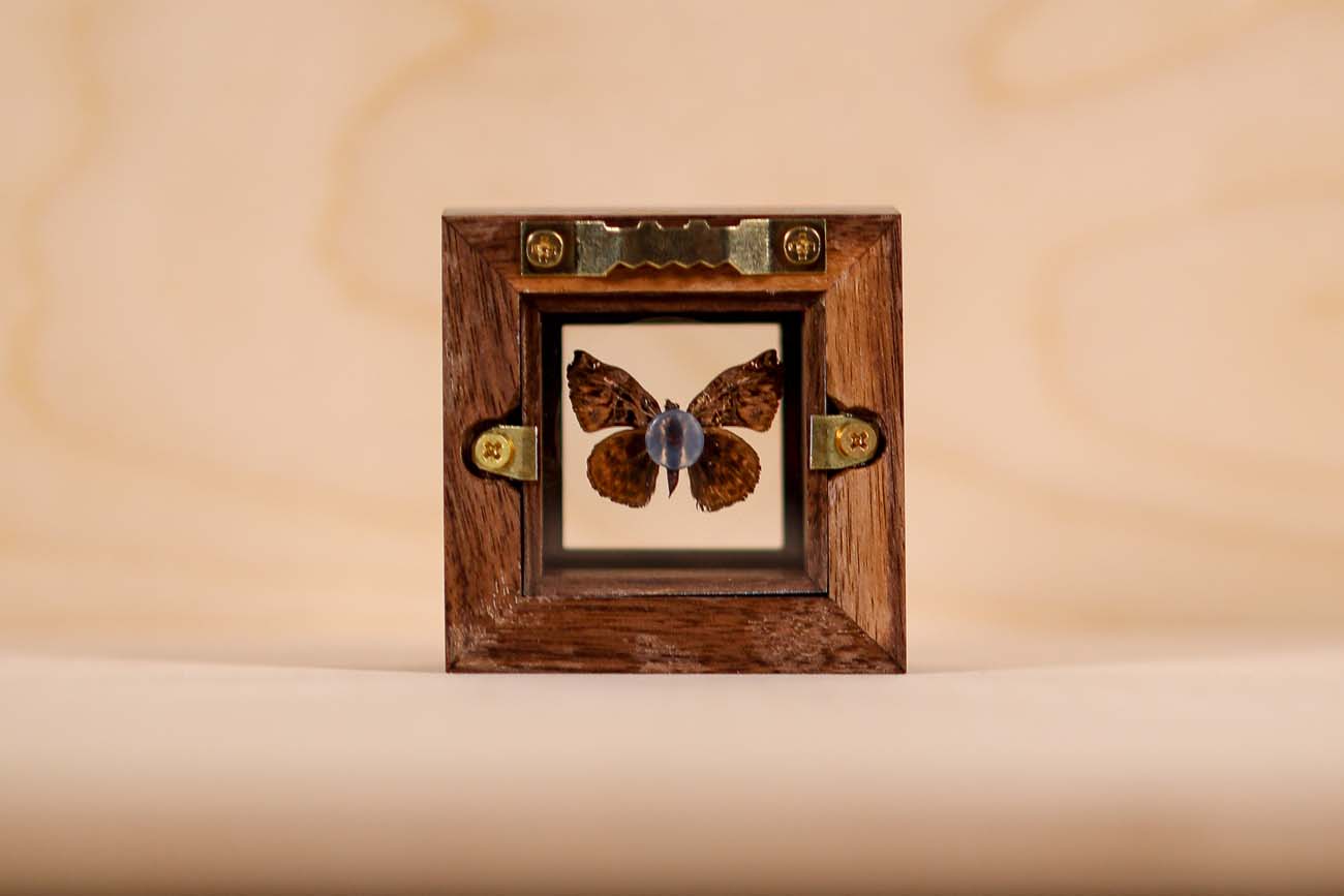 Alpine horishana Moth