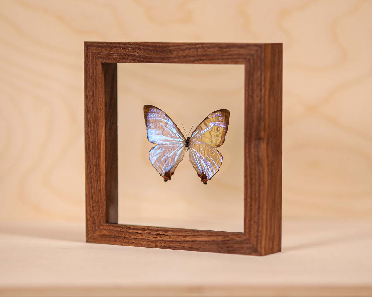 Morpho Sulkowsky Salon