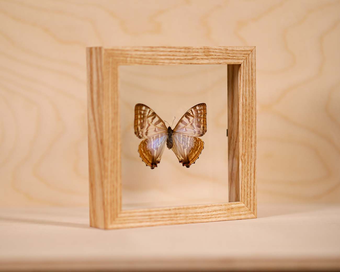 Morpho Sulkowsky