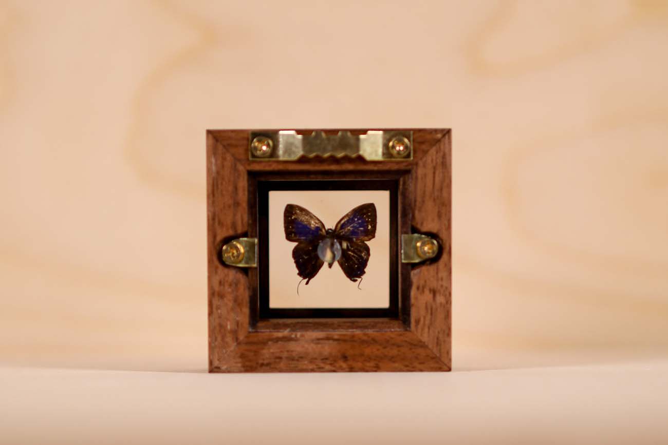 West Wind Zephyr Butterfly