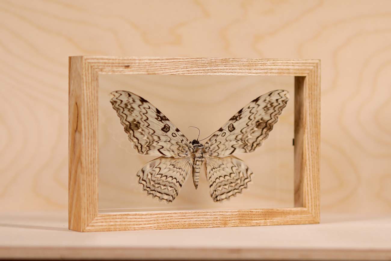 White Witch Moth