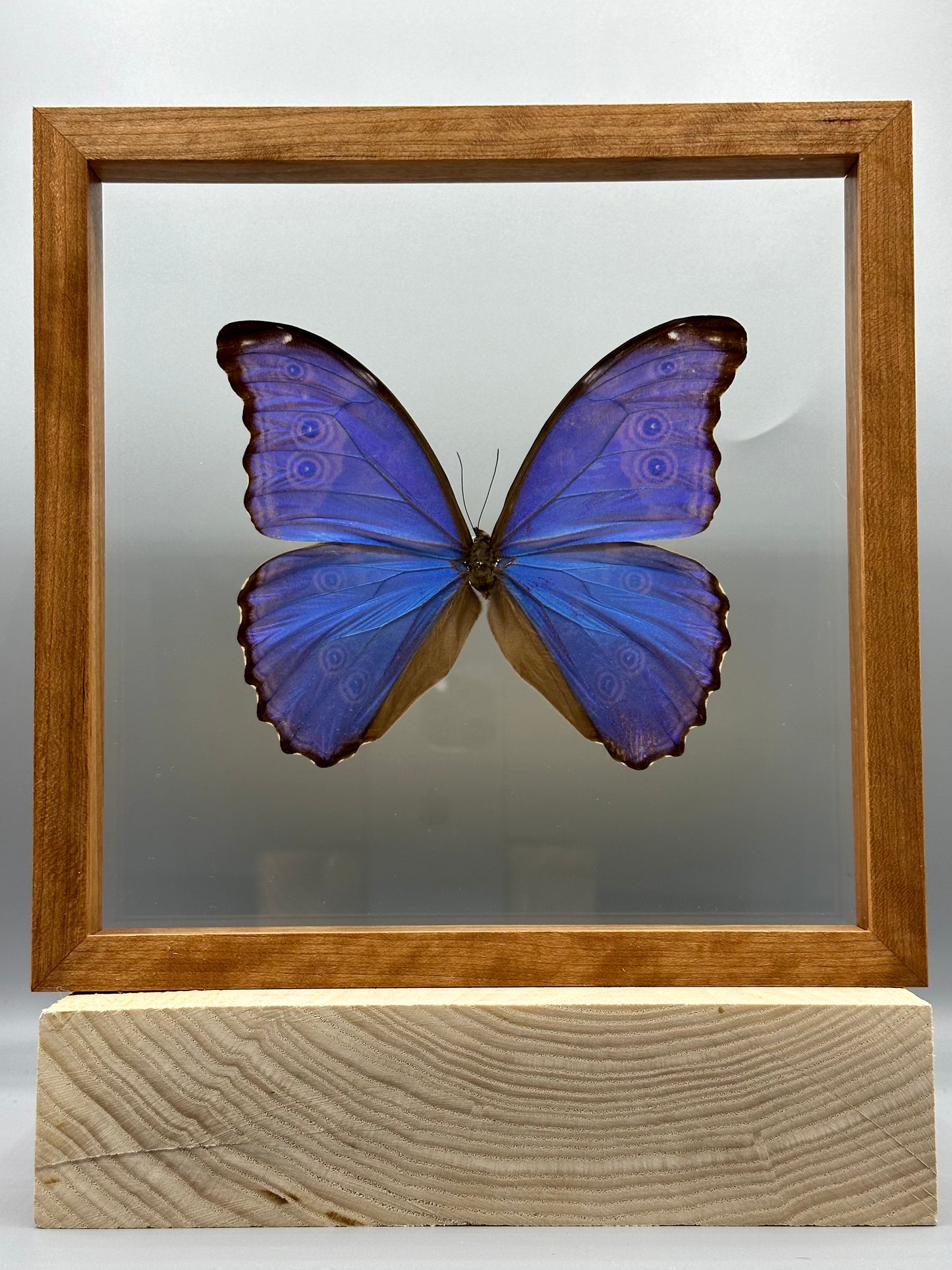 Blue Morpho (Morpho menelaus)