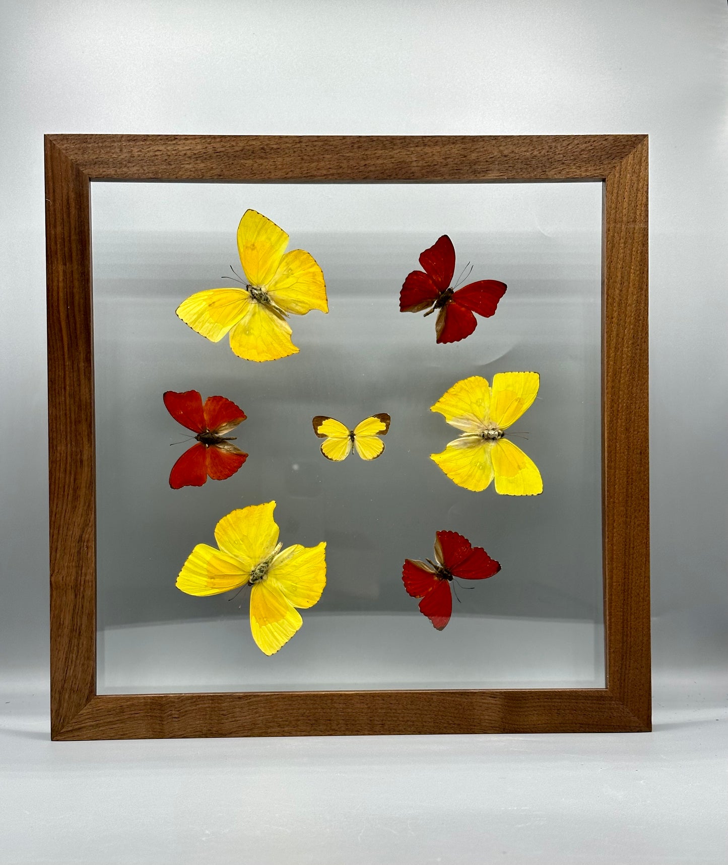 Radiant Butterfly Mount