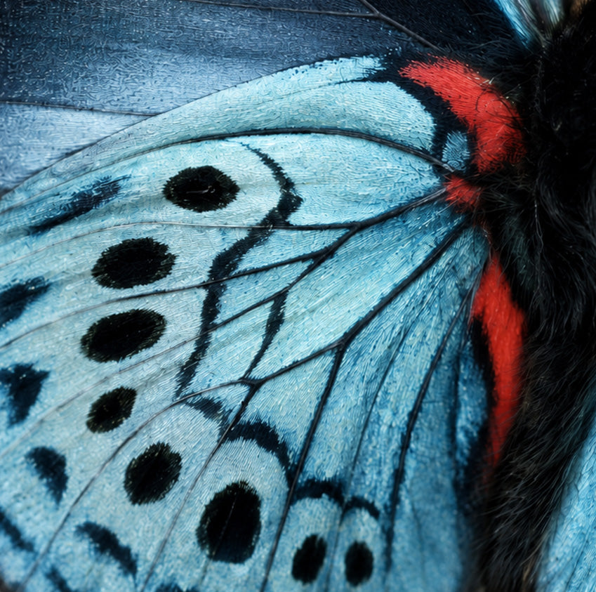 Morphos