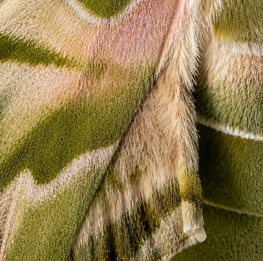 Moths