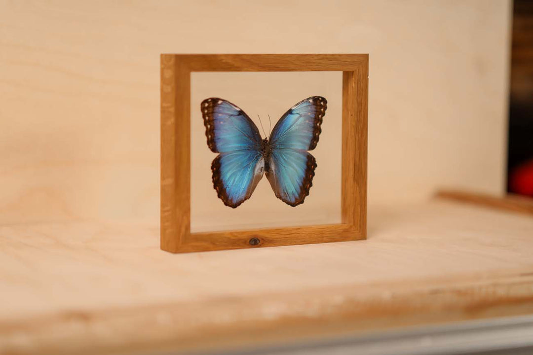 Common Blue Morpho (Morpho helenor)