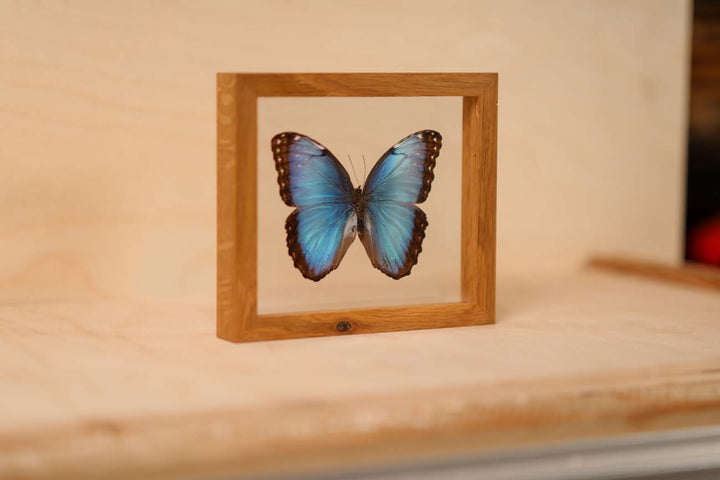 Common Blue Morpho (Morpho helenor)