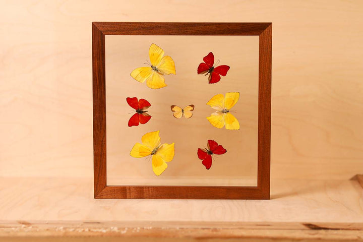 Butterfly Menagerie