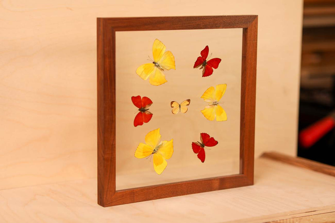 Butterfly Menagerie