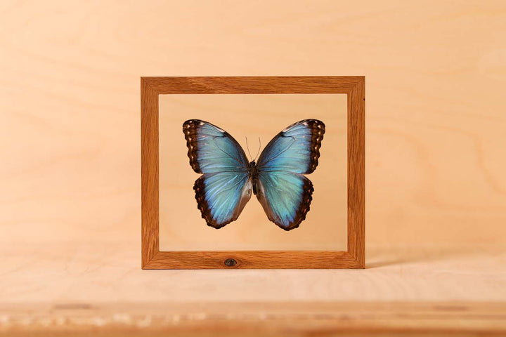 Common Blue Morpho (Morpho helenor)