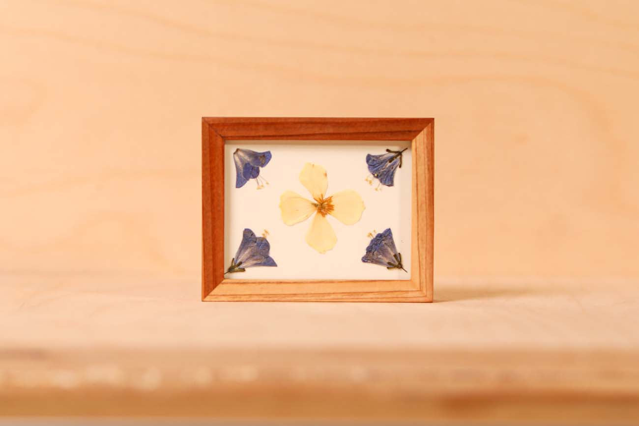 Desert Bluebell & California Poppy