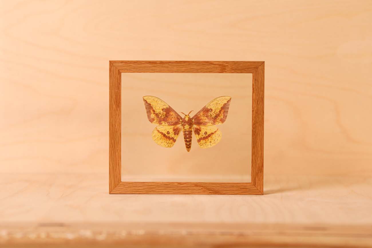 Imperial Moth (Eacles imperialis)
