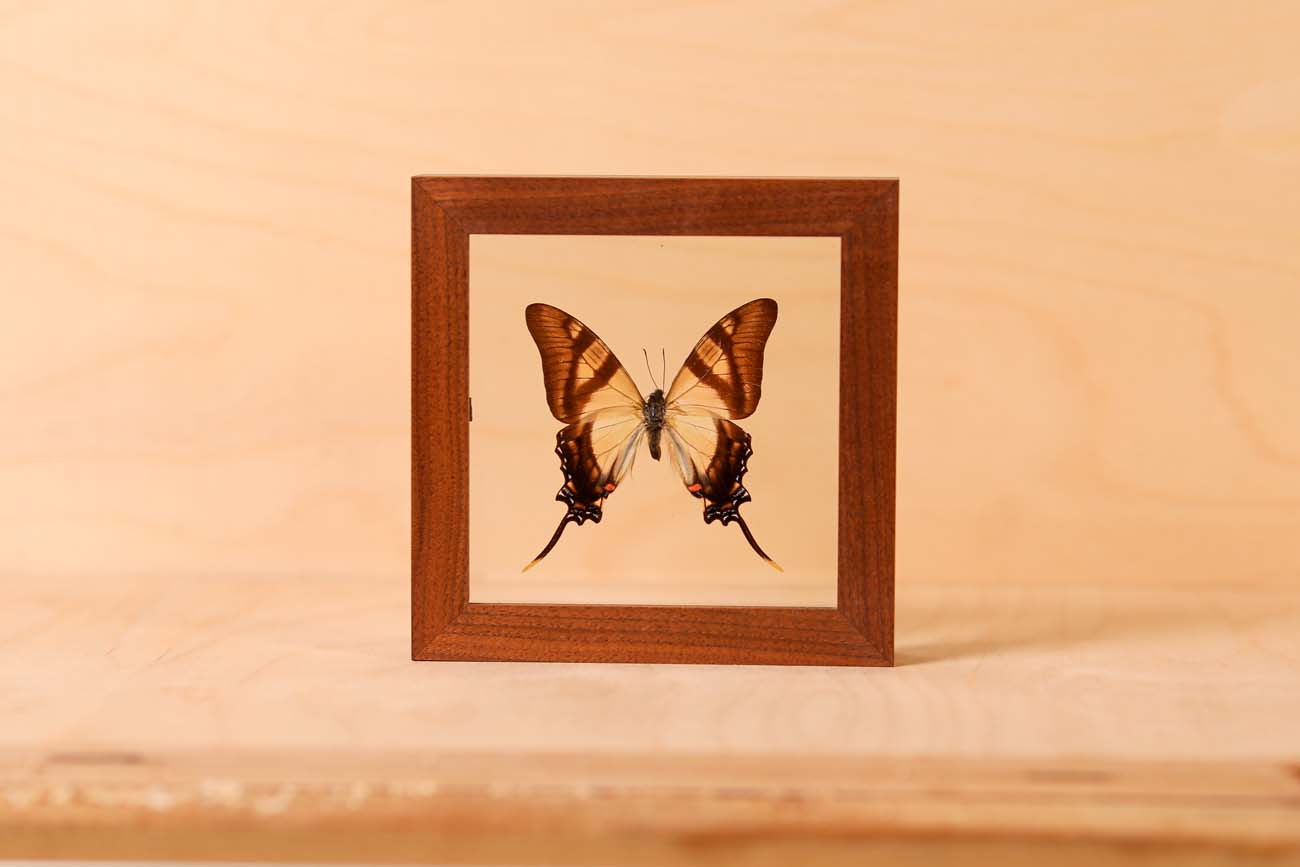 Serville Kite Swallowtail (Eurytides servile)