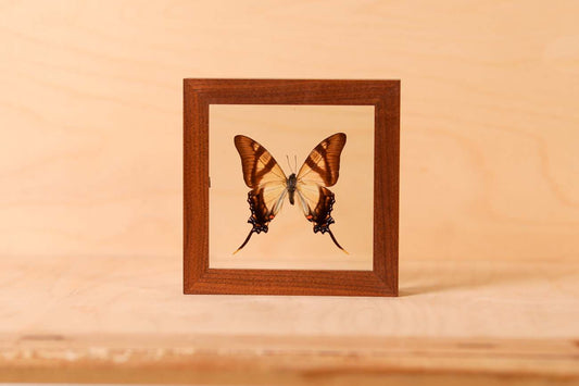 Serville Kite Swallowtail (Eurytides servile)