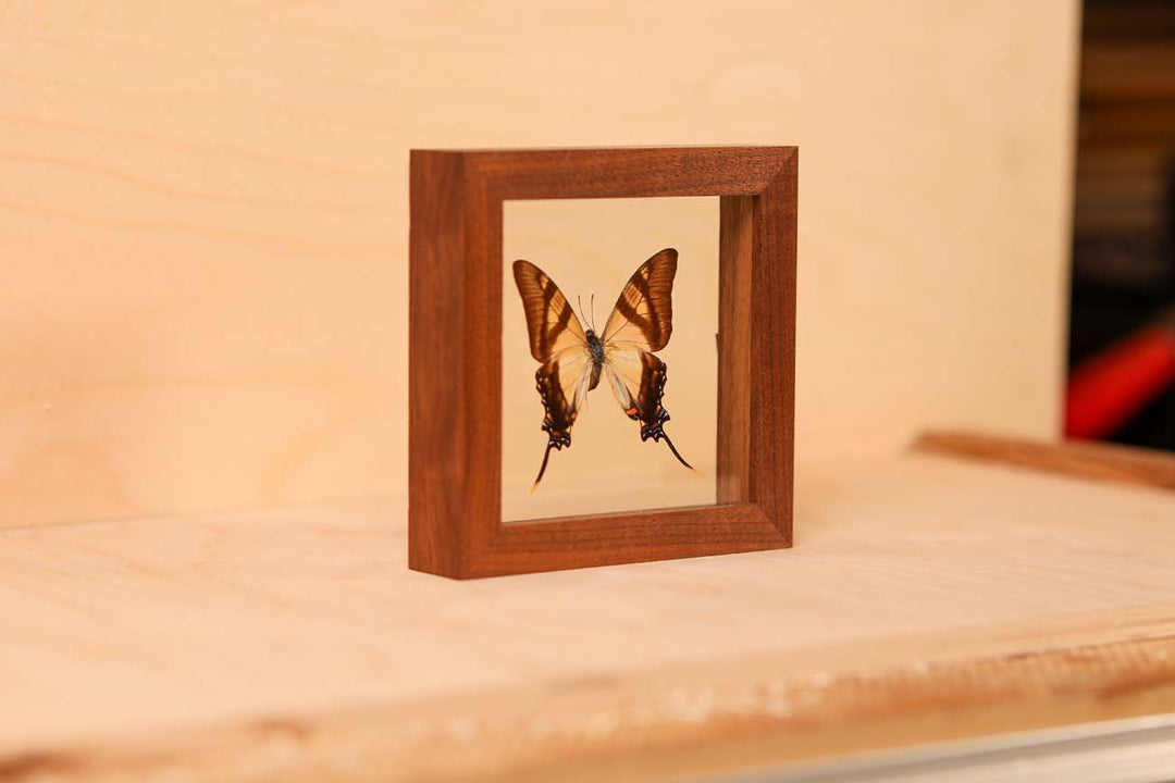 Serville Kite Swallowtail (Eurytides servile)
