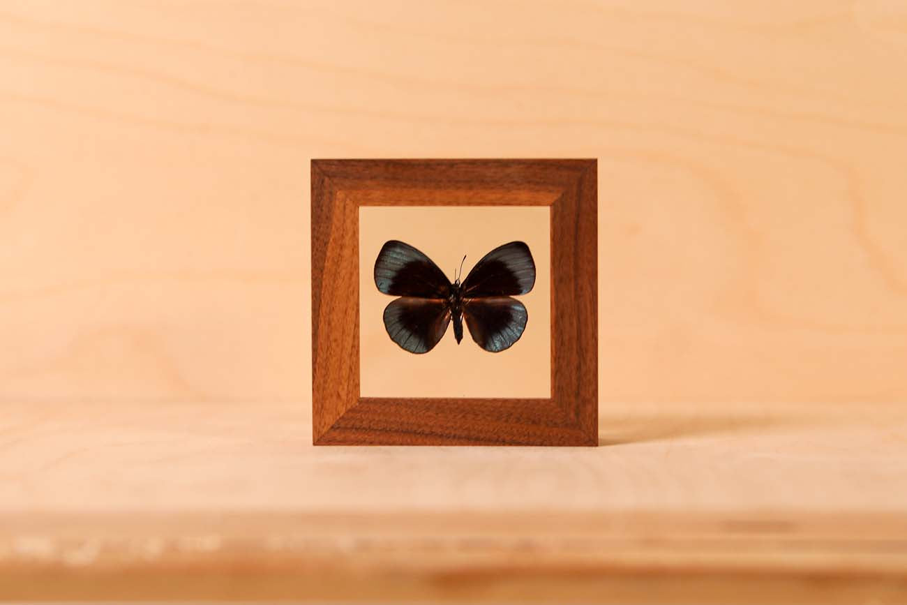 Leprieur's Glory (Asterope leprieuri)