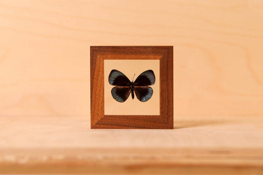 Leprieur's Glory (Asterope leprieuri)