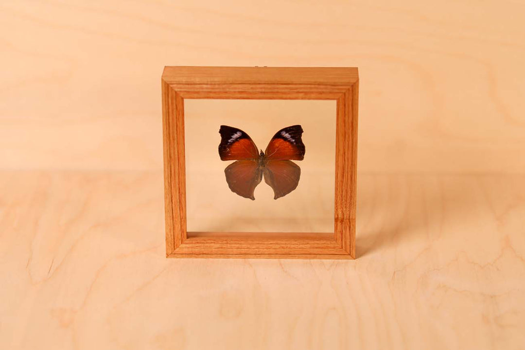 Lilac Mother-of-Pearl Butterfly (Salamis cacta)
