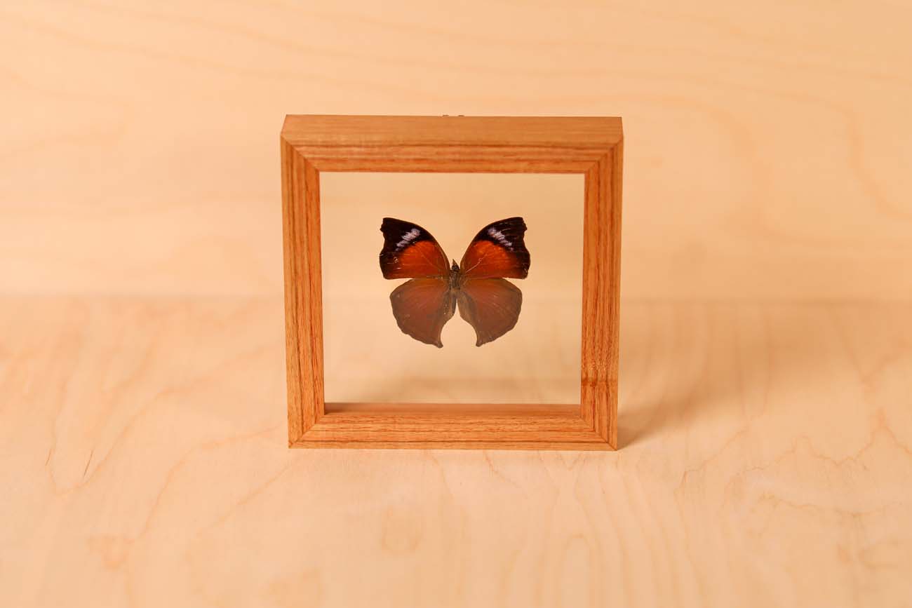 Lilac Mother-of-Pearl Butterfly (Salamis cacta)