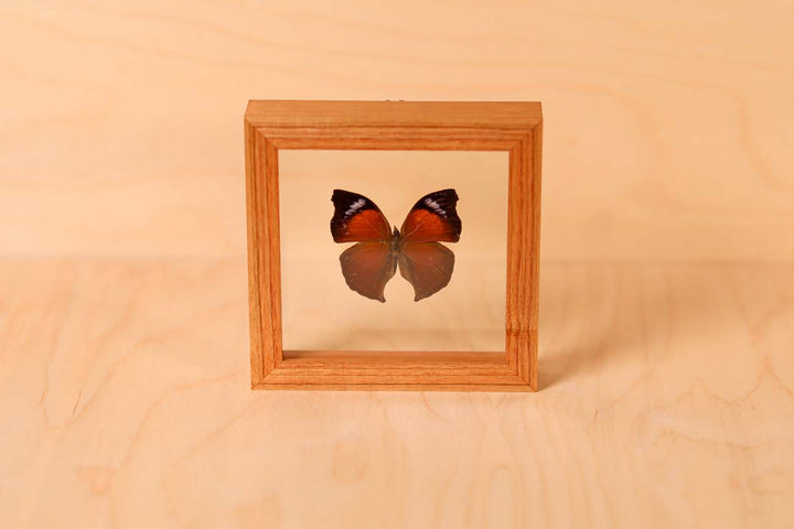 Lilac Mother-of-Pearl Butterfly (Salamis cacta)