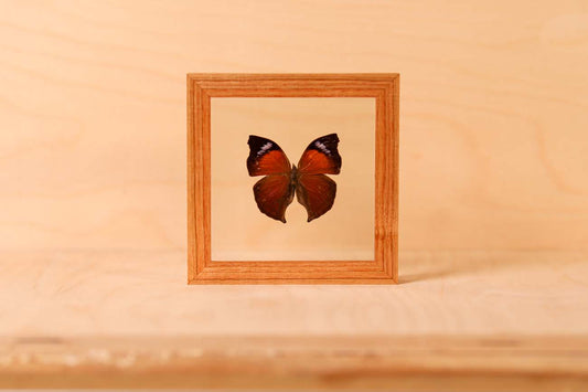 Lilac Mother-of-Pearl Butterfly (Salamis cacta)
