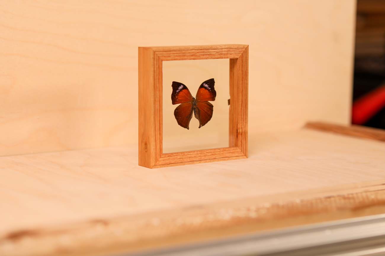Lilac Mother-of-Pearl Butterfly (Salamis cacta)