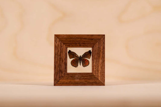Alpine horishana Moth