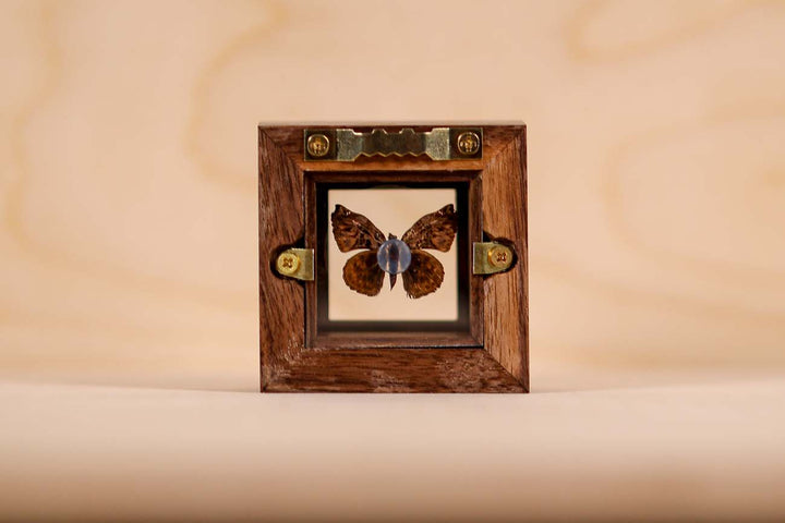 Alpine horishana Moth