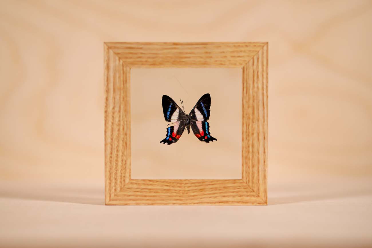 Ancyluris formosissama