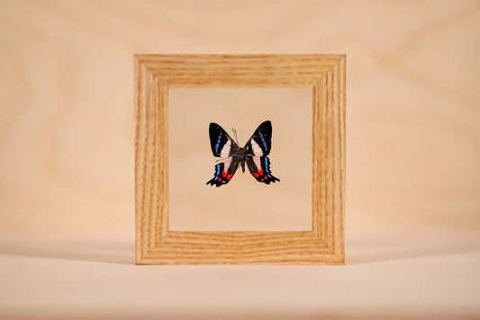 Ancyluris formosissama