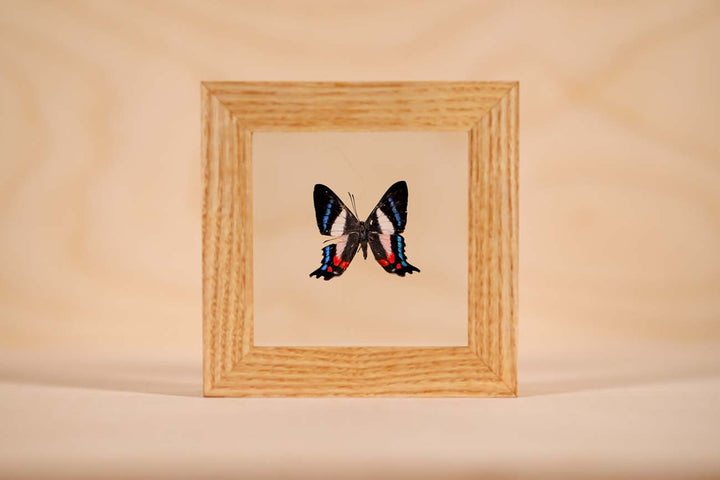 Ancyluris formosissama
