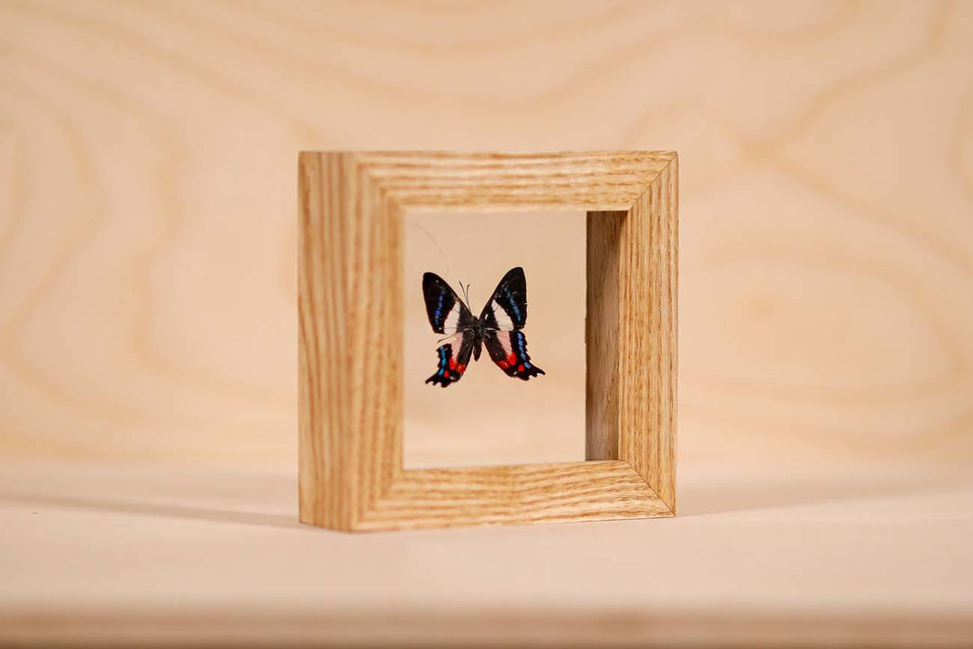 Ancyluris formosissama