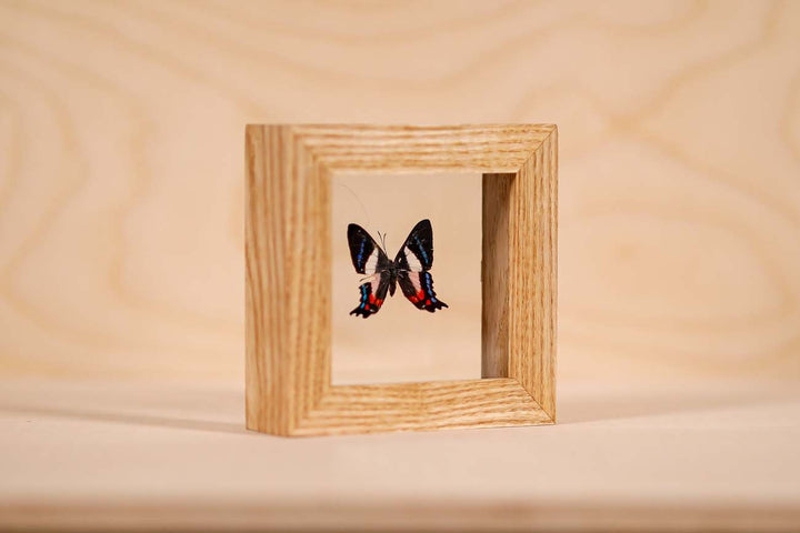 Ancyluris formosissama