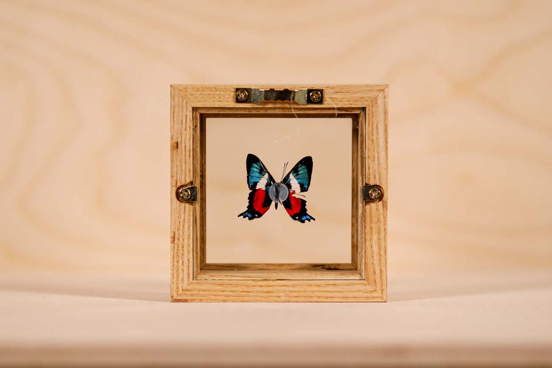 Ancyluris formosissama