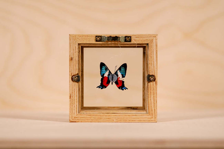 Ancyluris formosissama