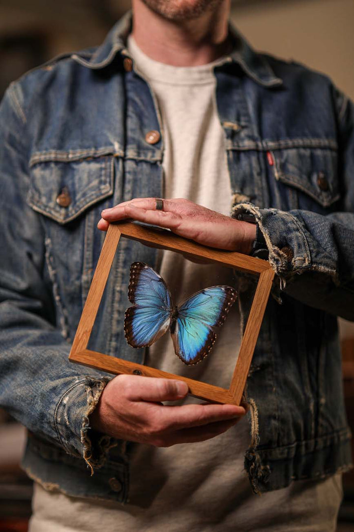 Common Blue Morpho (Morpho helenor)