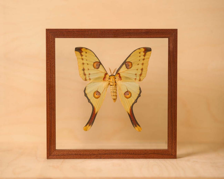 Comet Moth - Female (Cymothoe sangaris)