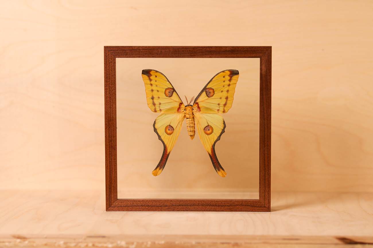 Comet Moth - Female (Cymothoe sangaris)