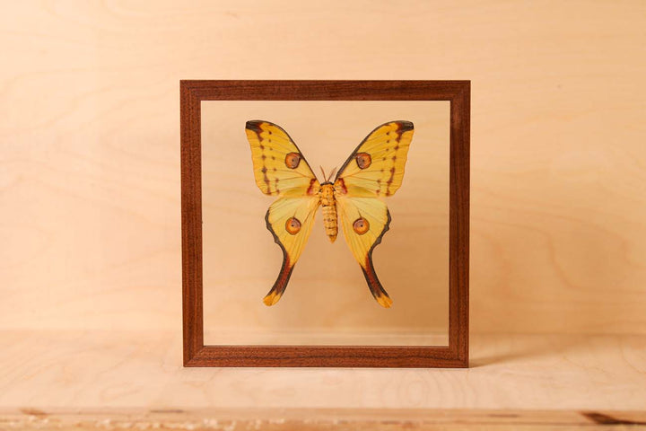 Comet Moth - Female (Cymothoe sangaris)