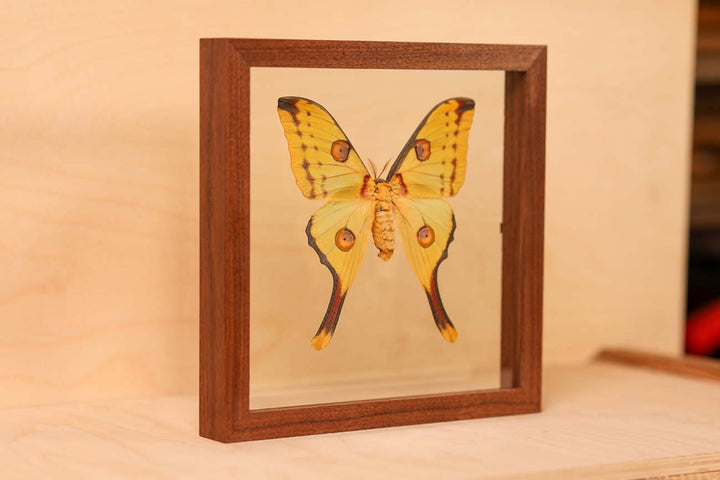 Comet Moth - Female (Cymothoe sangaris)