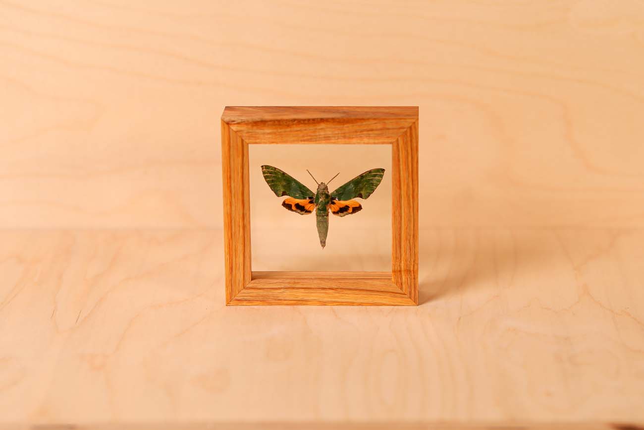 Verdant Hawk Moth (Euchloron Megaera)