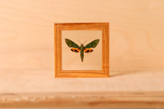 Verdant Hawk Moth (Euchloron Megaera)