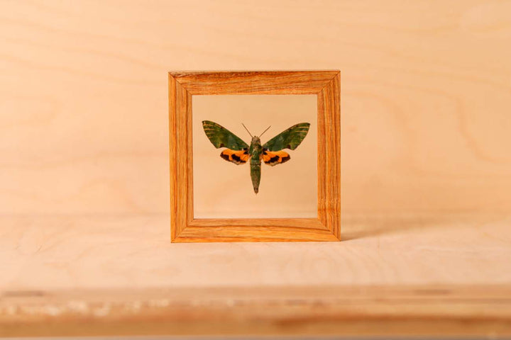 Verdant Hawk Moth (Euchloron Megaera)