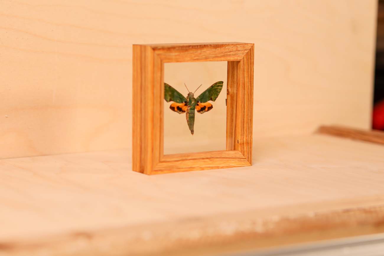 Verdant Hawk Moth (Euchloron Megaera)