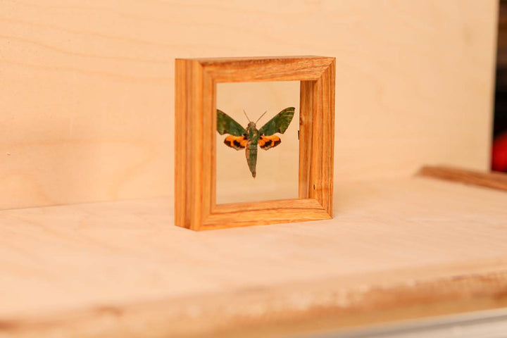 Verdant Hawk Moth (Euchloron Megaera)