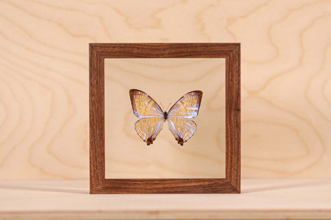 Morpho Sulkowsky Salon