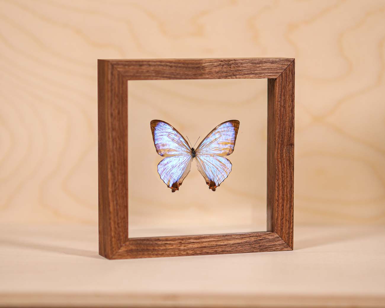 Morpho Sulkowsky Salon